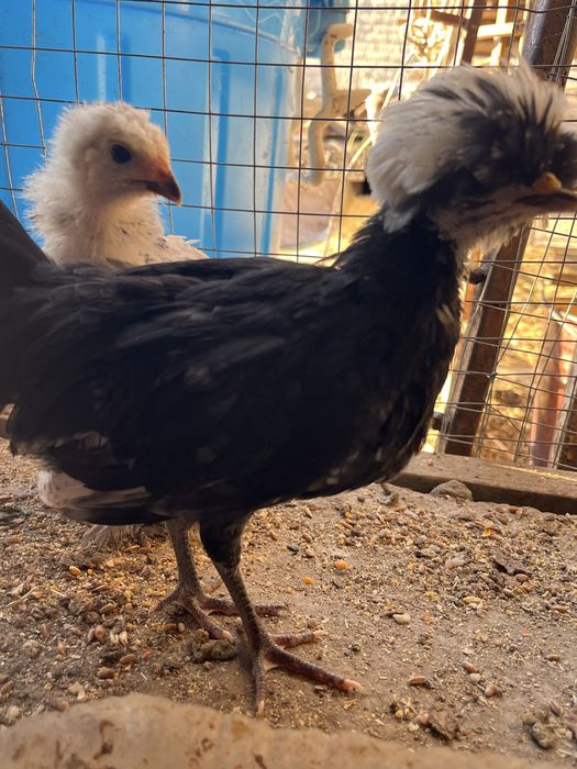 1 yarim oylik jòjalar oq qora tojli toza nasl