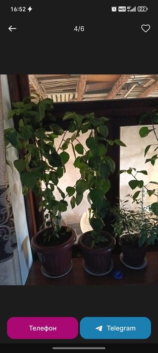 Гуллар бухородан ва когон да 20 дона сотилади