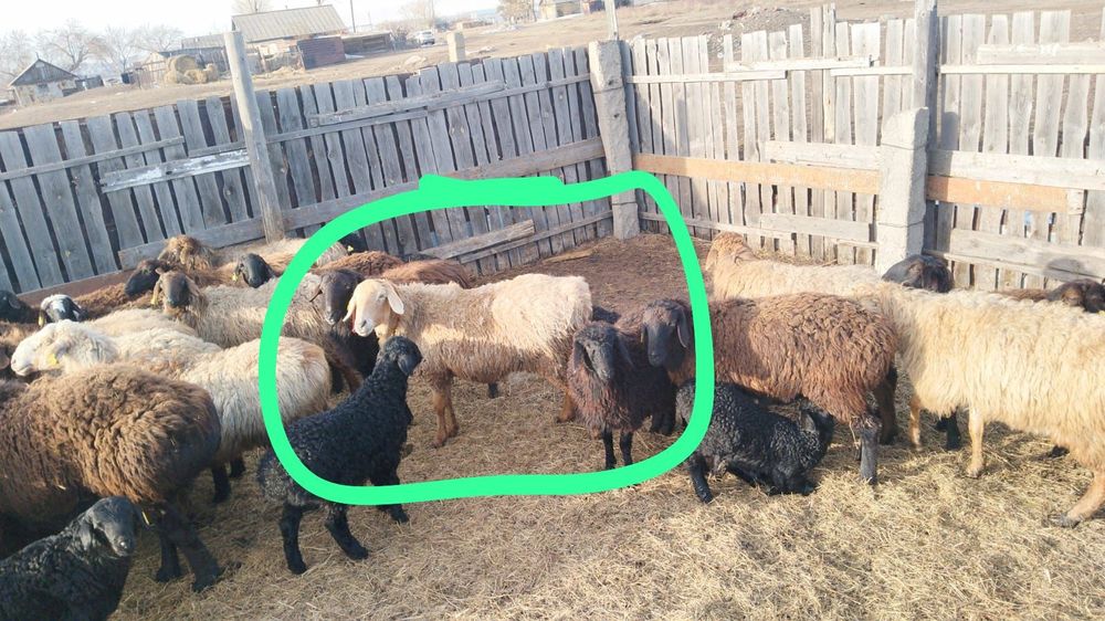 Продается овечка