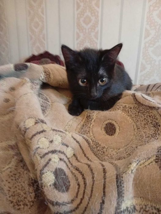 Отдам котенка девочку