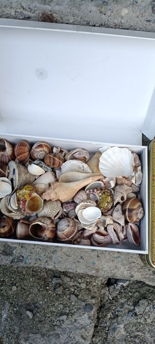 Ракушки из СССР винтаж