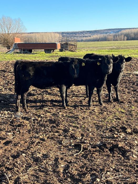Vând un lot de 12 vitele aberden angus