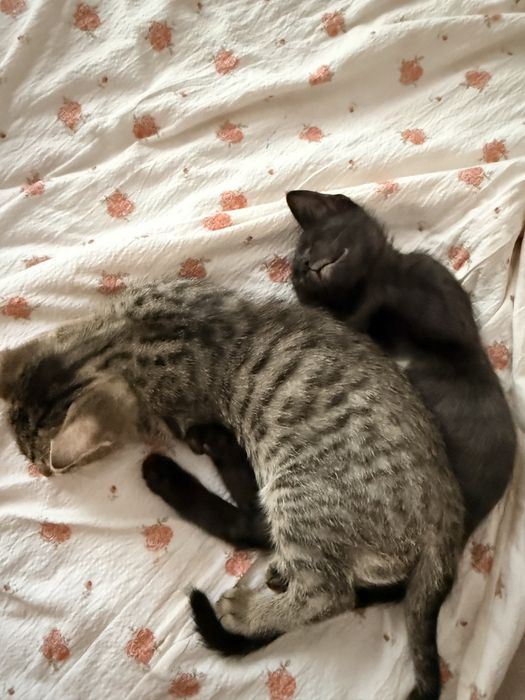 3 oylik mushuk bolalari 3 ta qora (qiz, ogil) va tigr(ogil)