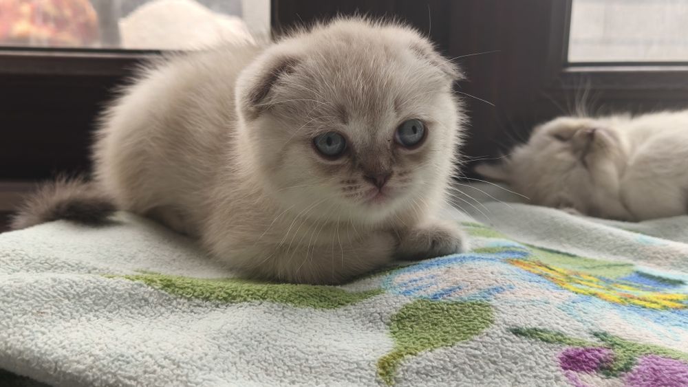 Шотландскик котята