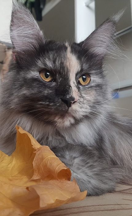 Котята породы Мейн-кун