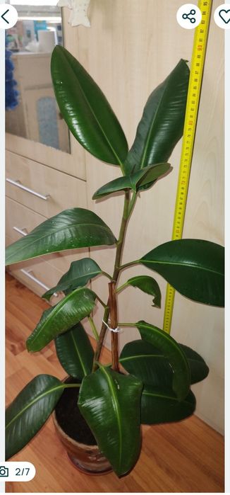 ficus, plantă naturală decorativă