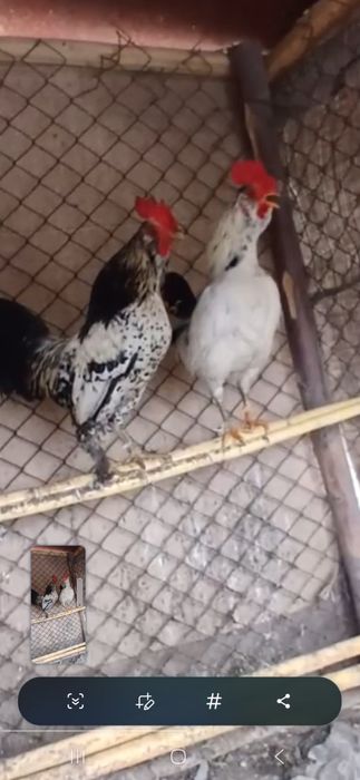 Ёпончалар сотилади