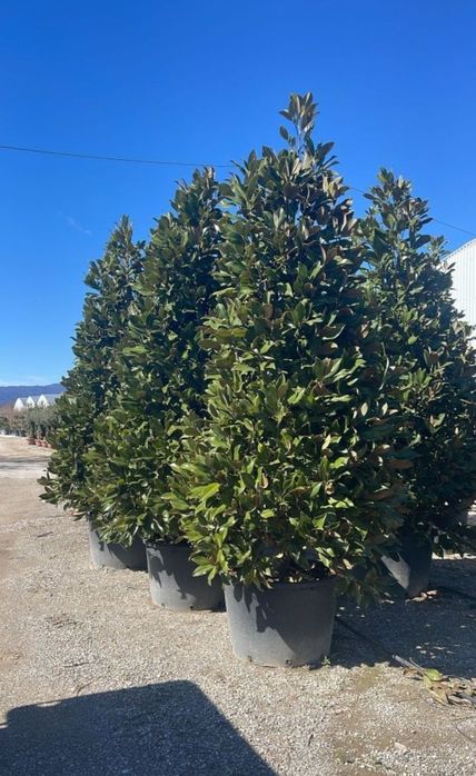 Plante exotice palmieri Trachycarpus Fortunei, magnolie, măslin, cedru