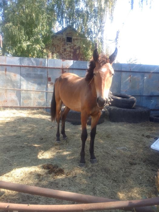Продам Тай Жеребчик
