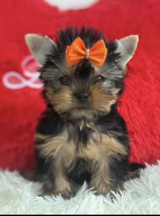 Йоркширский терьер мальчик