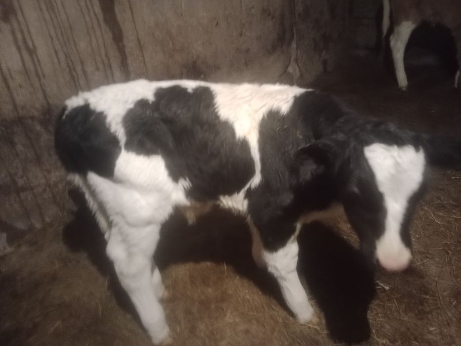 Продам телят бычки