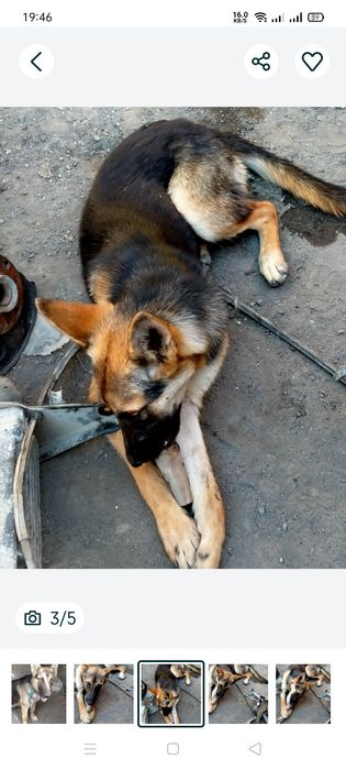 Продам восточный овчарка немецкая девочка