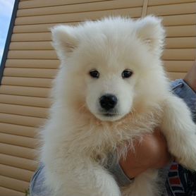 Щенок Самоеда девчуля