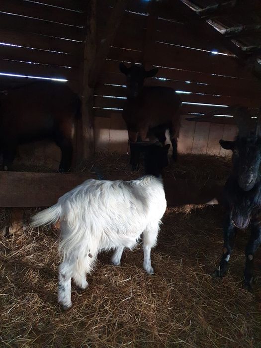 Vând capre,țapi și iezi