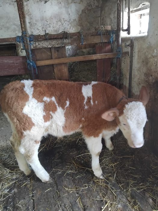 Vând un mascul și o femelă