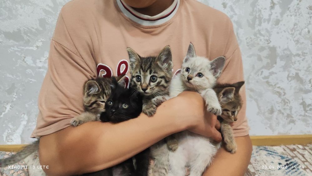 Отдам котят в самые добрые ручки