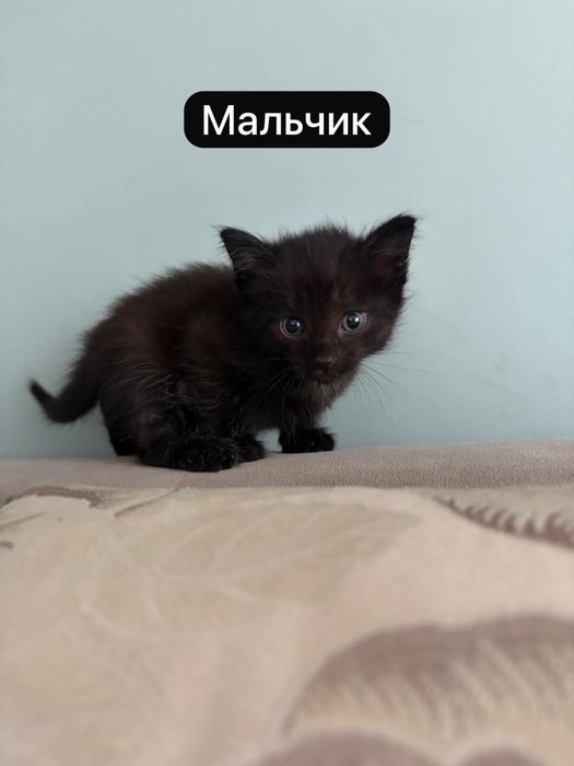 Отдам котят в хорошие руки!