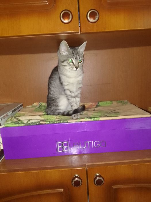 Котёнок  в добрые руки