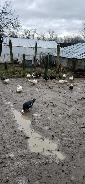 Vand rate mute si gaini americane