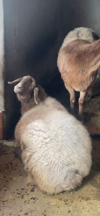 Насилли авгон бугоз куй.