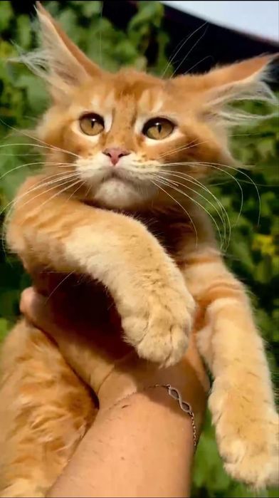 Котята породы Мейн Кун