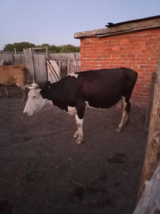 Продам коров ,бычки коровы,телята