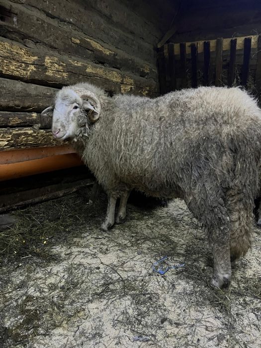 Vând berbecuț de 9 luni