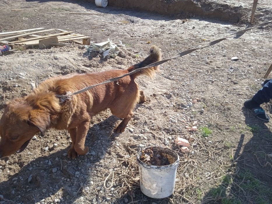 Собаку мальчик продам