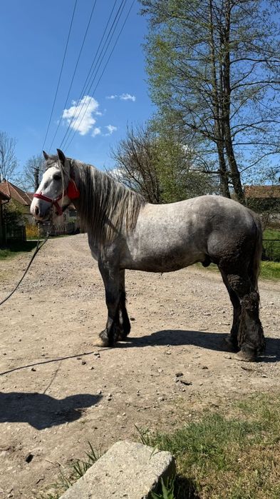 Vând mânz sur 3 ani