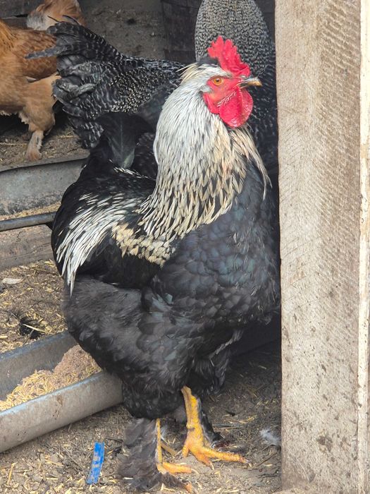 Păsări Brahma de vânzare