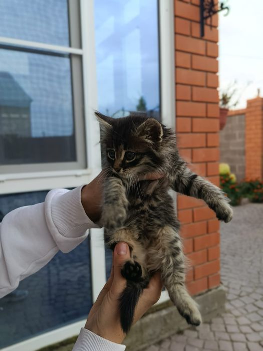 Отдам в добрые руки котенок 1 месяц , мальчик