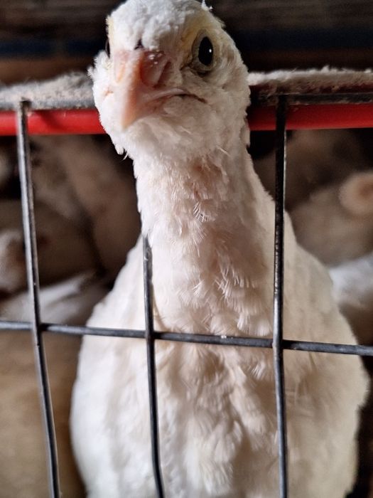 Prepelițe carne de prepeliță (carcasă)