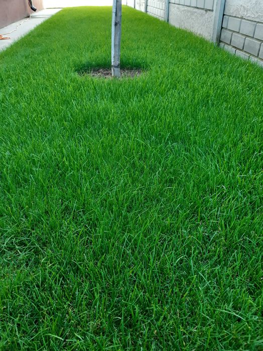 Insamantare gazon si alte specii perene