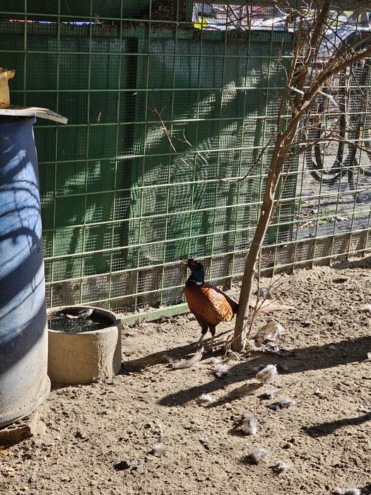 Vand Pauni An I II III IV V VI(fazani comuni ,Pe rosu,Pe galben,Regali