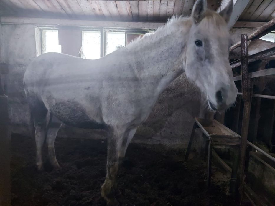 Продается 2 кобылы  с жеребятами