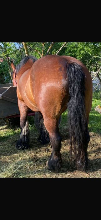 ‼️Iapă murgă 6 ani si armăsar negru 4 ani PRET FIX 3000 euro bucata‼️