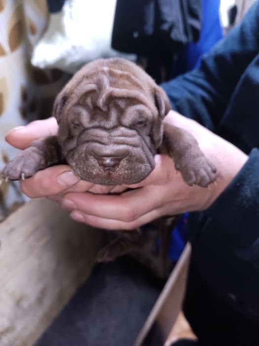 Щенки Шарпея премиум класса