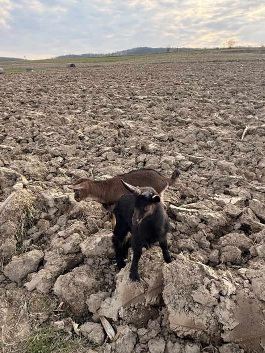 Iezi alpina franceza (5bucati)