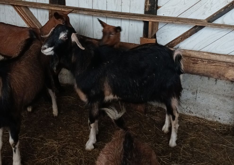 Tap Metis Anglo-nubian de vanzare