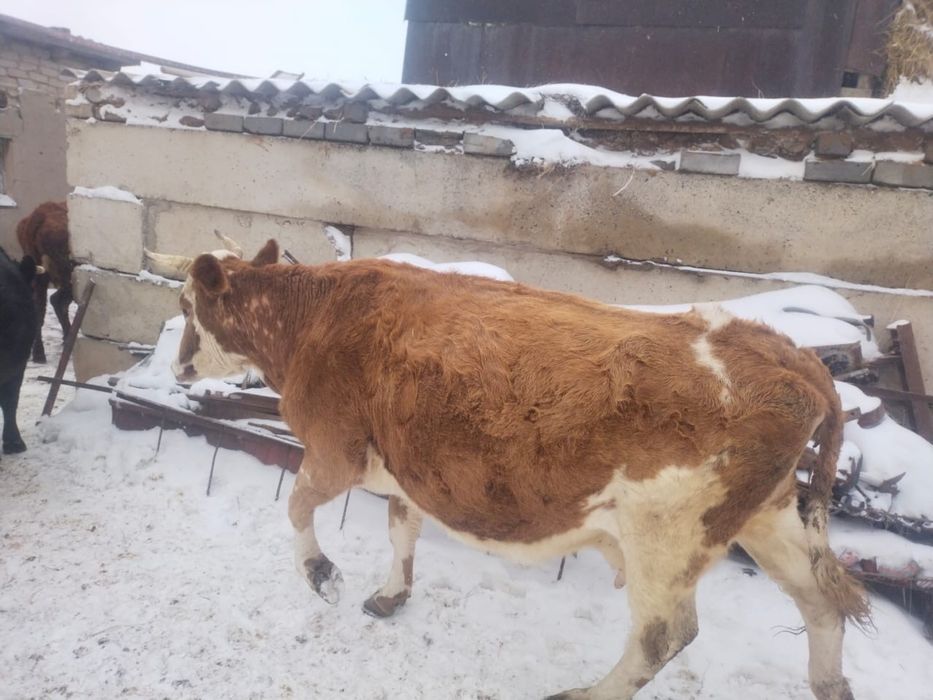 продам двух коров, читайте описание