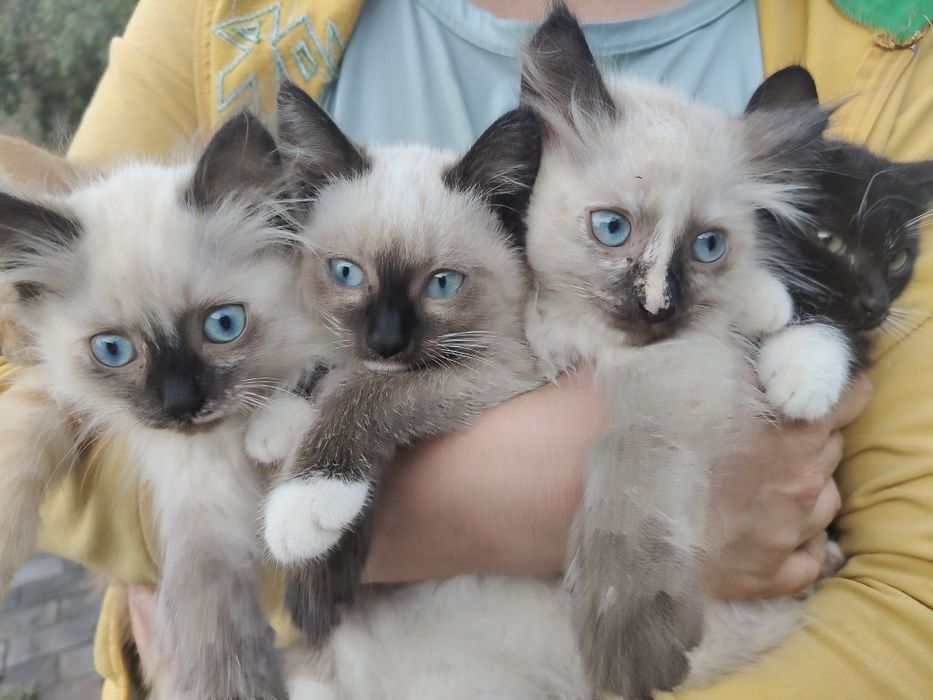 Котёнок, кошка, кошки