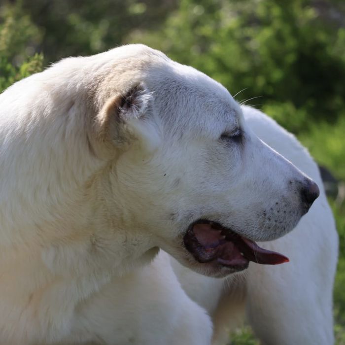 Девочка Сао Алабая 4 месяца