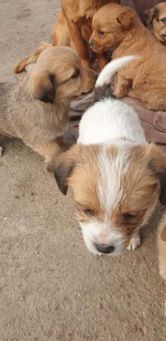 Donez căței drăgălași