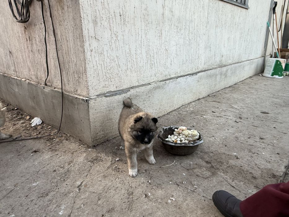 Продам щенка лайки 1 мес 5000