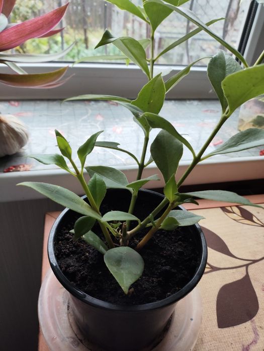 Эсхинантус- поцелуйчик.