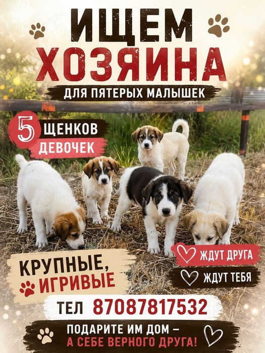 Щенята подарю девочки