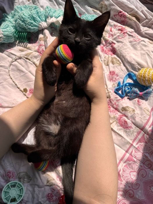 Пристраиваются котята в добрые и ответственные руки.