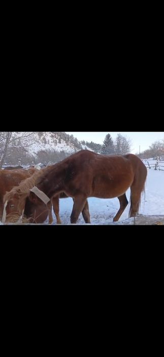 Төрт жасар айғыр сатылады