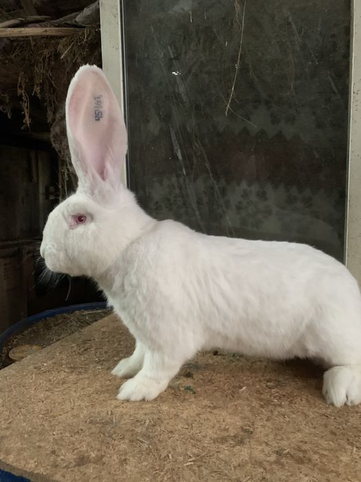 Masculi urias german mai multe culori