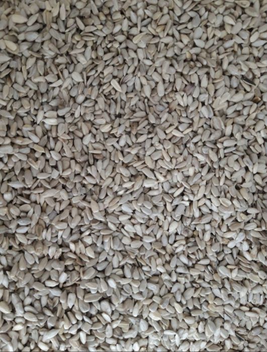 Qora semichka mag’izi